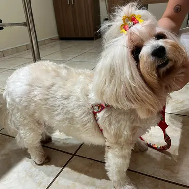 Amora Mel, cadela tratada de dermatite, com o pelo recuperado
