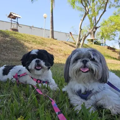 Chica e Lola