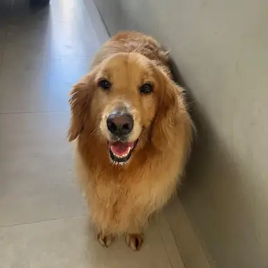 Leona