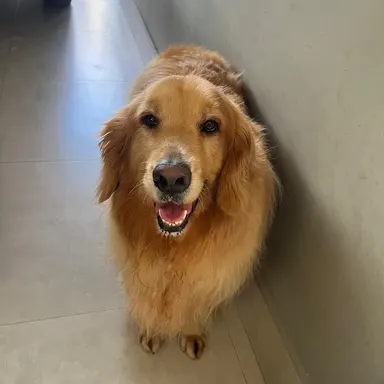 Leona, cadela de porte medio, em pe e atenta