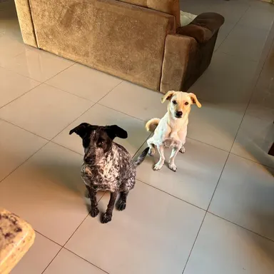 Nala e Maia, as duas cadelas da tutora, juntas