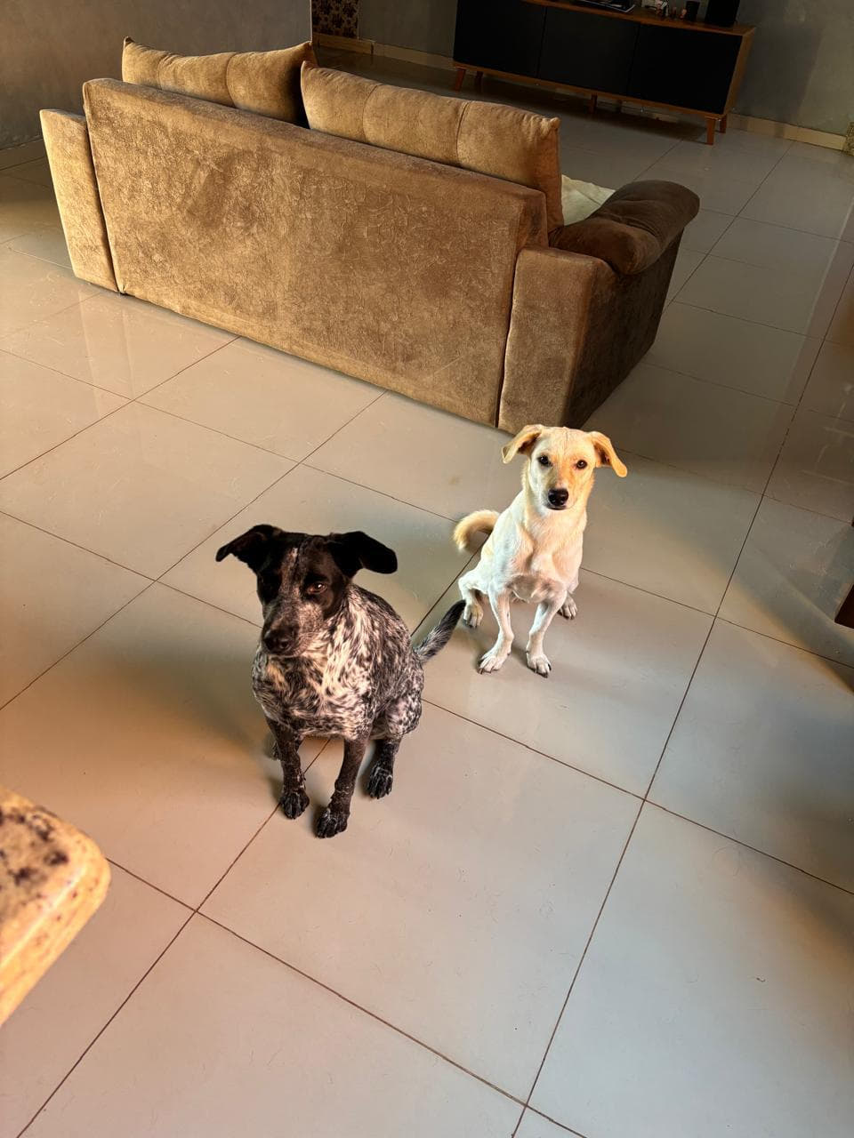 Nala e Maia