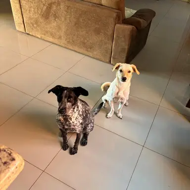 Nala e Maia